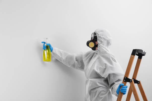 Best Black Mold Removal  in Country Knolls, NY